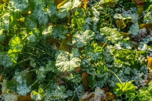 Hierba Verde Nieve Borrosa Fondo Bokeh —  Fotos de Stock