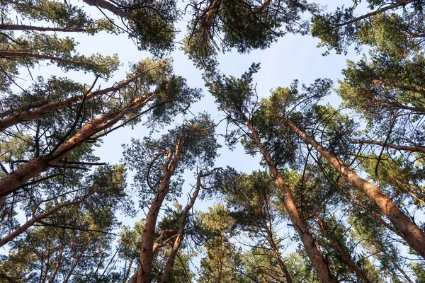 Pine Forest Uitzicht Vanaf Bodem Naar Hemel — Stockfoto