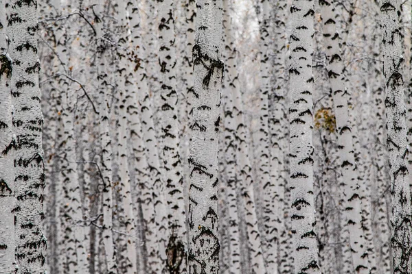 Inverno Primeira Neve Bétula Floresta Paisagem — Fotografia de Stock