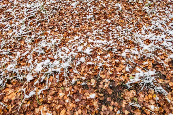 Ősz Levelek Hóban — Stock Fotó
