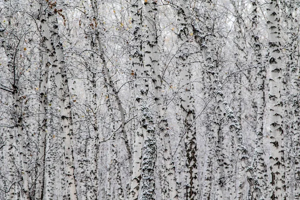 Inverno Primeira Neve Bétula Floresta Paisagem — Fotografia de Stock