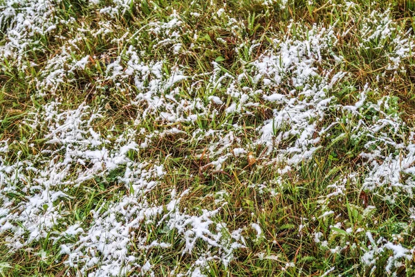 kar uzun boylu yeşil çim