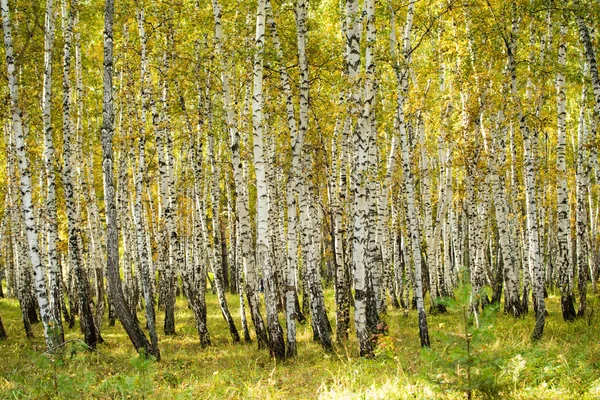 Yellow Σημύδα Δάσος Τέλη Φθινοπώρου Τοπίο Της Φύσης — Φωτογραφία Αρχείου