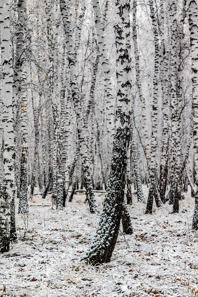 Winter First Snow Birch Forest Landscape — Stock Photo, Image