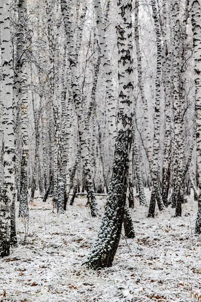 Winter Erster Schnee Birkenwälder Landschaft — Stockfoto