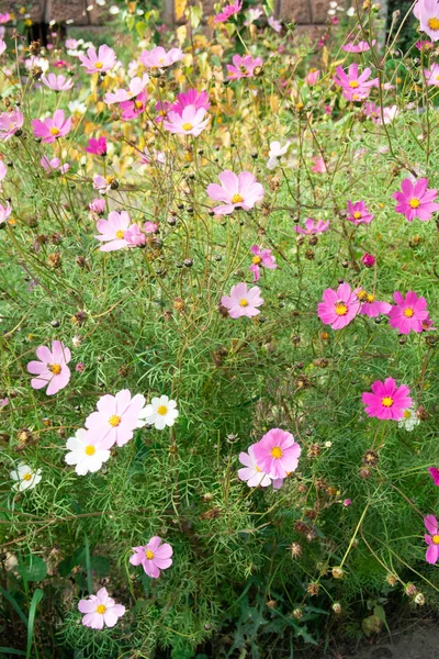 コスモスの花 自然のクローズ アップ風景 — ストック写真