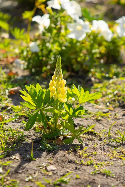 ルピナスの花が緑の葉自然と明るい — ストック写真