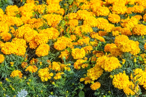 Marigolds Kis Virágok Sok — Stock Fotó