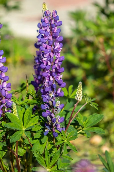 ルピナスの花が緑の葉自然と明るい — ストック写真