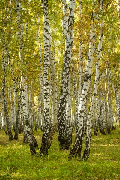 Yellow Σημύδα Δάσος Τέλη Φθινοπώρου Τοπίο Της Φύσης — Φωτογραφία Αρχείου