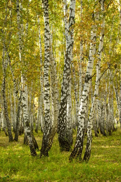 Floresta Bétula Amarela Final Outono Natureza Paisagem — Fotografia de Stock