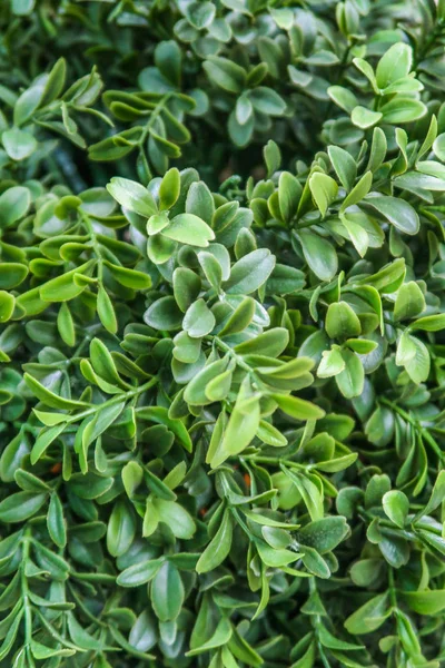 Groene Kunstplanten Bloemen — Stockfoto