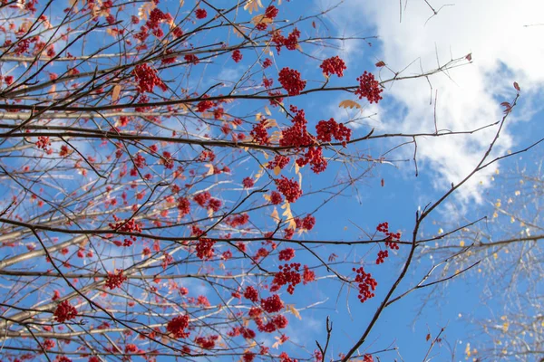 Φθινοπωρινό Δέντρο Ashberry Φωτεινά Χρώματα Της Φύσης — Φωτογραφία Αρχείου