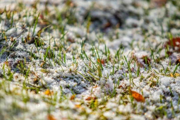 绿草雪模糊的背景博凯 — 图库照片