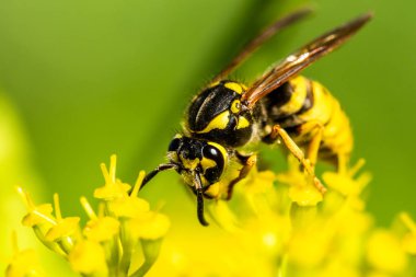 bir sarı bahar çiçek arıya