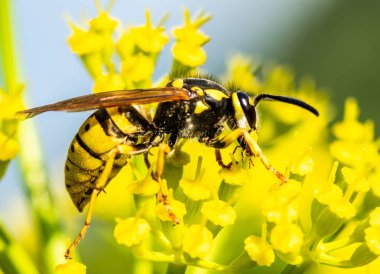 bir sarı bahar çiçek arıya