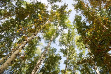 huş ağacı orman manzaralı gökyüzüne Sonbahar Doğa