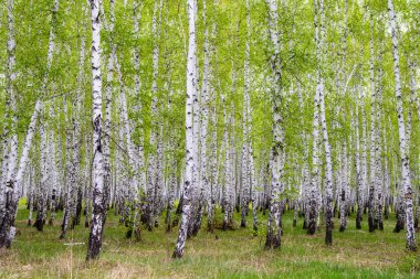 yeşil bahar huş ağacı orman, peyzaj