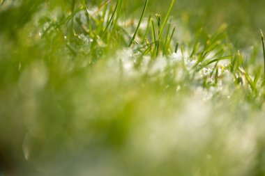 yeşil çim kar arka plan bokeh bulanık