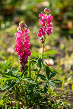 Lupinus çiçek yeşil yeşillik doğa ile parlak