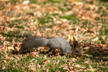 çimenlerin üzerinde sonbahar ormandaki sincap