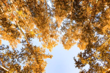 gökyüzü sonbahar arka planı sarı huş ağacı yaprakları