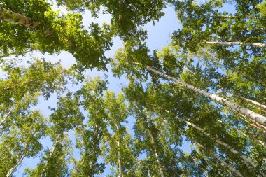 orman manzaralı aşağıdan gökyüzüne huş ağacı