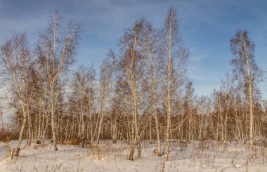 huş ağacı ormanda kış doğa manzarası