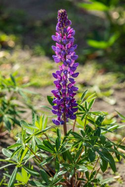Lupinus çiçek yeşil yeşillik doğa ile parlak