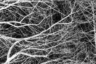 ağaç dalları siluet siyah arka plan üzerine beyaz