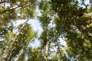 huş ağacı orman manzaralı gökyüzüne Sonbahar Doğa