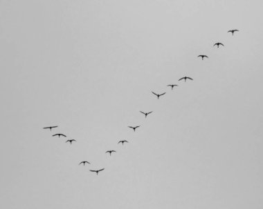 kazlar içinde gök yüksek, siyah beyaz sinek