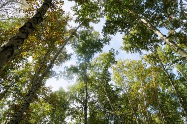 huş ağacı orman manzaralı gökyüzüne Sonbahar Doğa