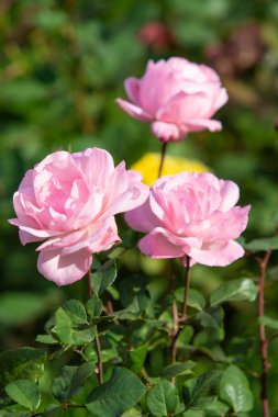yakın doğa atış güzel çiçek gül