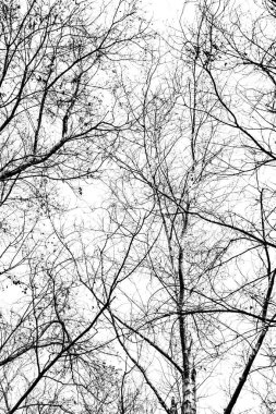 Beyaz arkaplanda ağaç dalları silueti