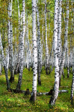 Sarı huş ağacı orman, geç sonbahar doğa manzara