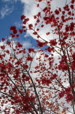Doğa Sonbahar Ağaç ashberry parlak renkler