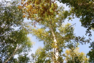 huş ağacı orman manzaralı gökyüzüne Sonbahar Doğa