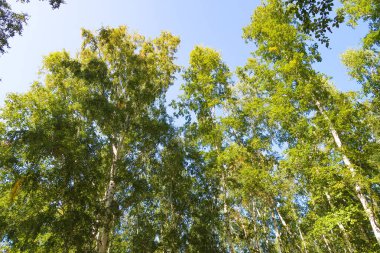 orman manzaralı aşağıdan gökyüzüne huş ağacı
