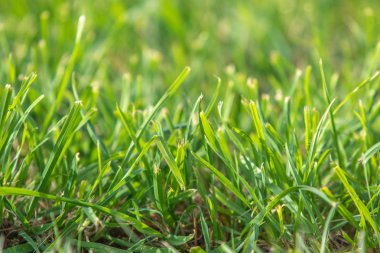 bulanık bokeh arka planı yeşil çimen