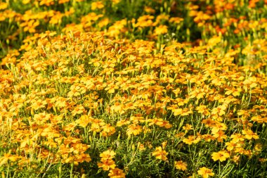 parlak sonbahar çiçek doğa manzara