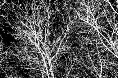 ağaç dalları siluet siyah arka plan üzerine beyaz