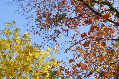 ağaç görünümünü aşağıdan gökyüzüne sonbahar manzara bırakır