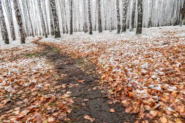 Kış ormanı boyunca yol