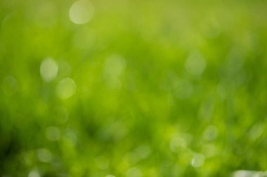 bulanık bokeh arka planı yeşil çimen