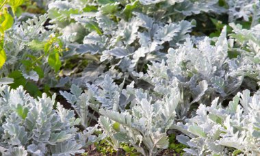 süs havuç bitkisinin görünümü kapatın