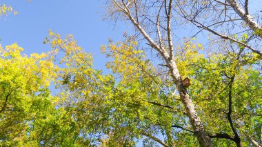 ağaç görünümünü aşağıdan gökyüzüne sonbahar manzara bırakır
