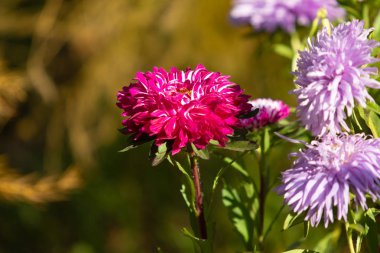 parlak sonbahar çiçek doğa manzara