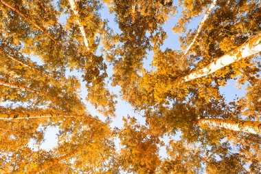 gökyüzü sonbahar arka planı sarı huş ağacı yaprakları