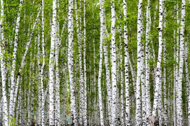 huş ağacının arka bahçesi yeşil bahar